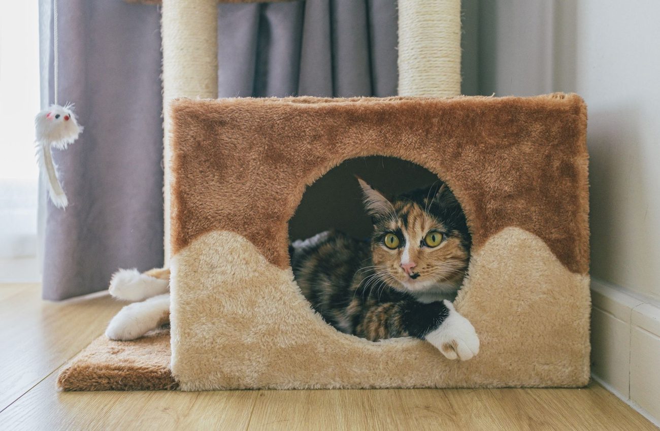 Keeping a Tiny Apartment Calm With a Cat
